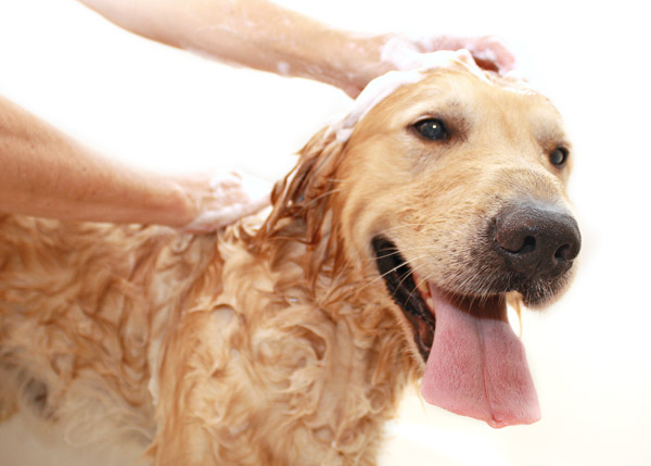 How to take care of your dog s skin